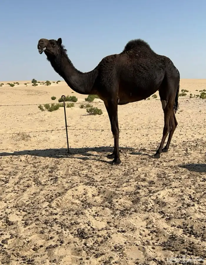 بكره مجهم ثنيه معشر كفو ( تم البيع ) 0