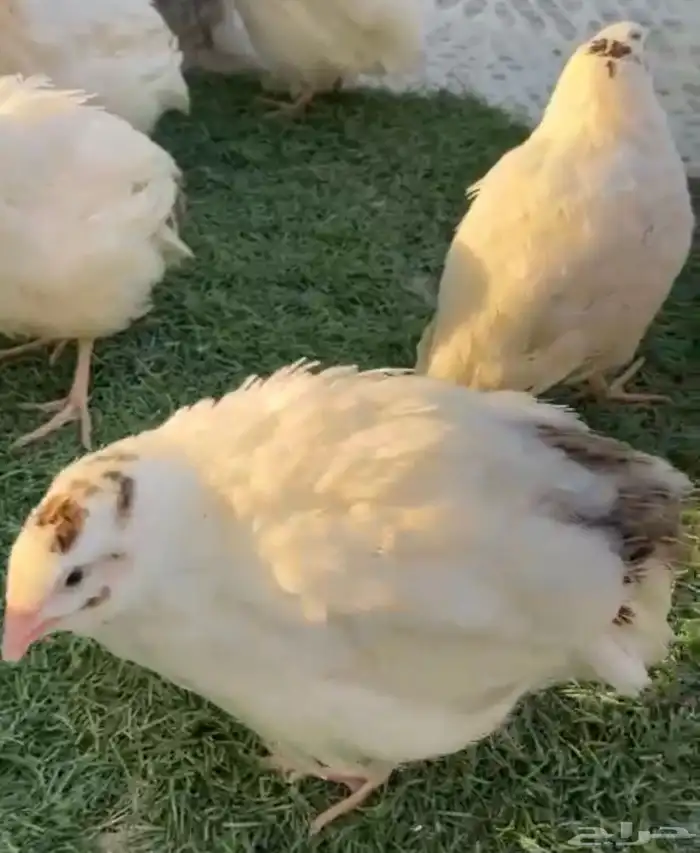 بيض السمان العملاق تكساس 1