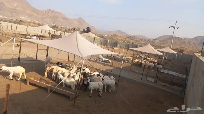 سواكني ابيض الموقع المجارده 6