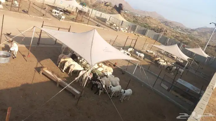 سواكني ابيض الموقع المجارده 4
