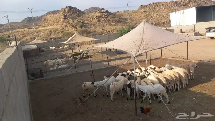 سواكني ابيض الموقع المجارده 7