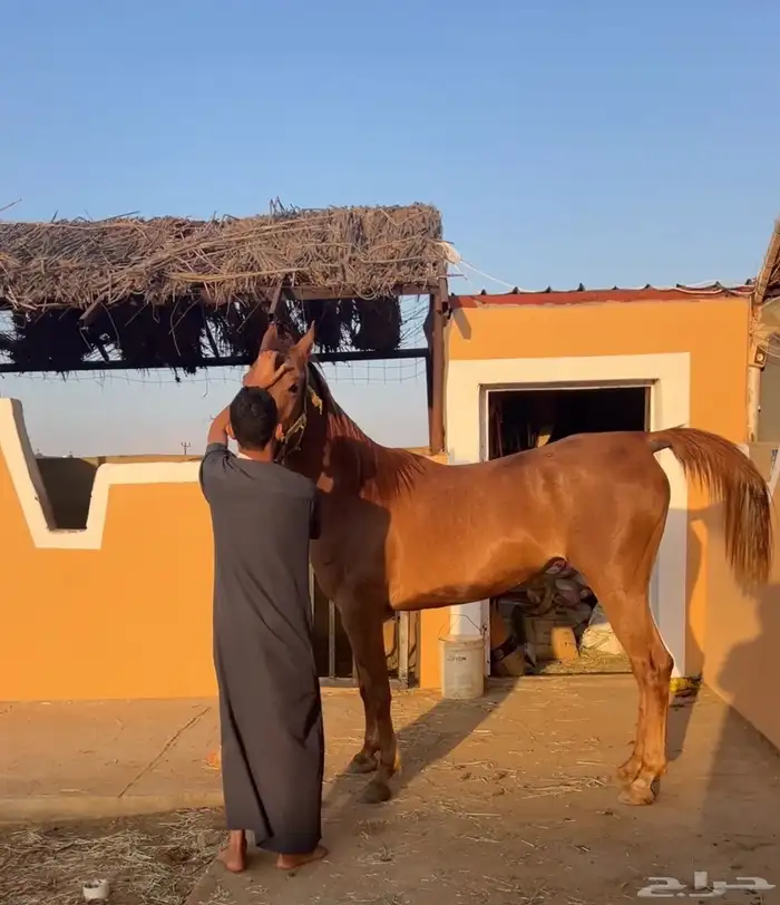 خيل ايواء فادي الشقب 0