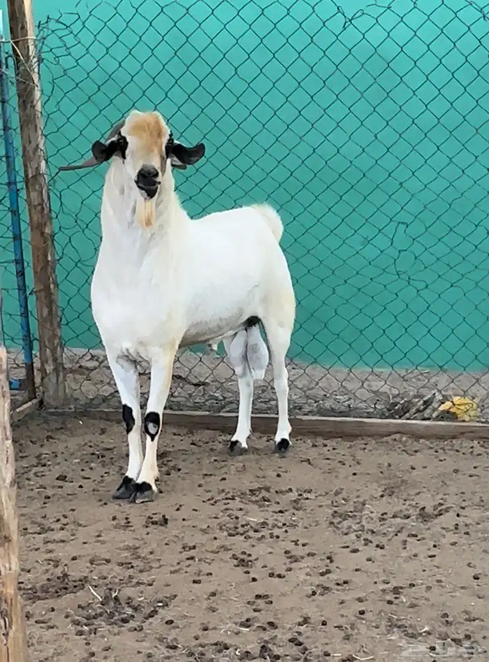 للبيع غنم بيشي. ( تم للبيع ) 2