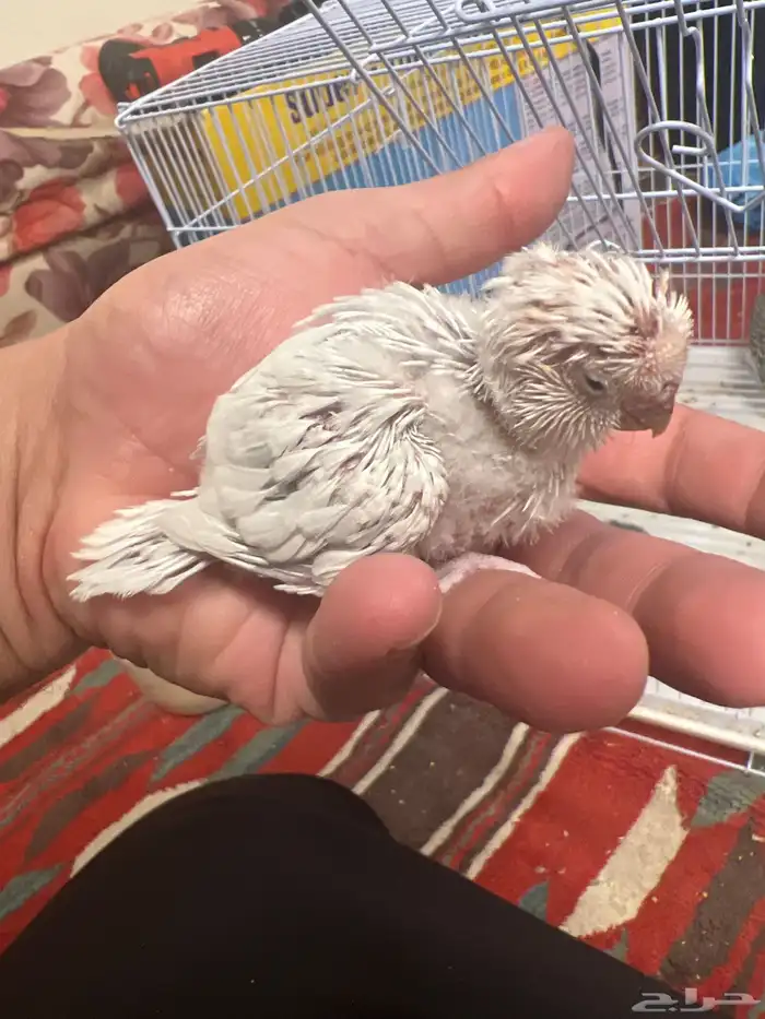 فروخ بادجي 4