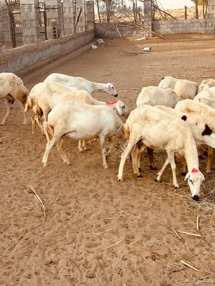 رخال 9