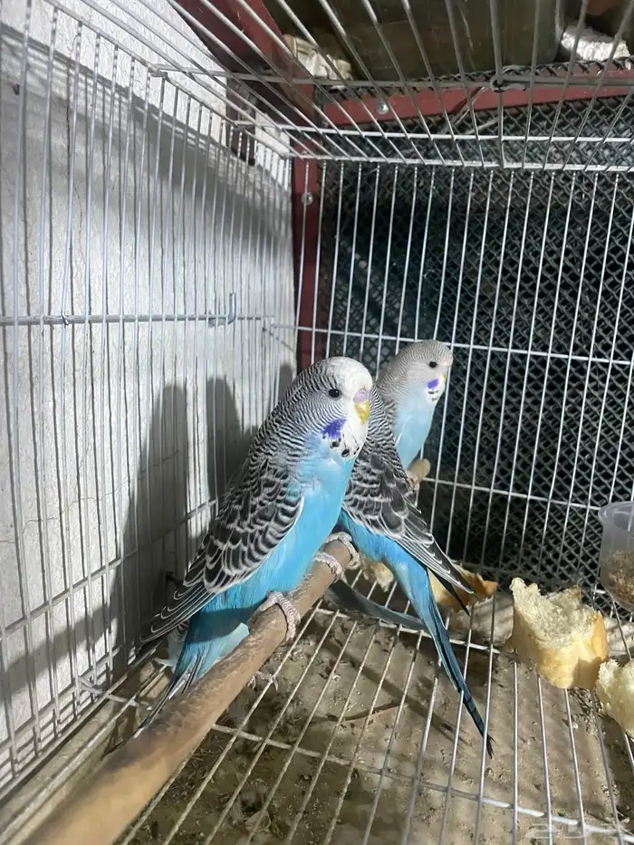 طيور 4