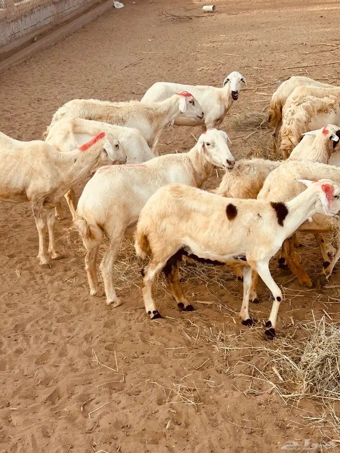 رخال 1