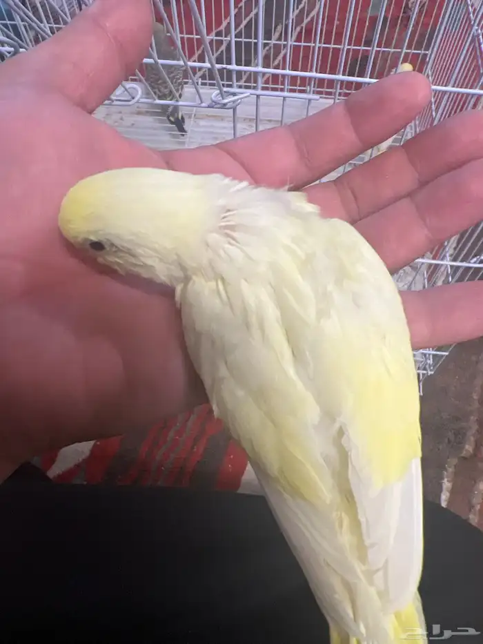 فروخ بادجي 0