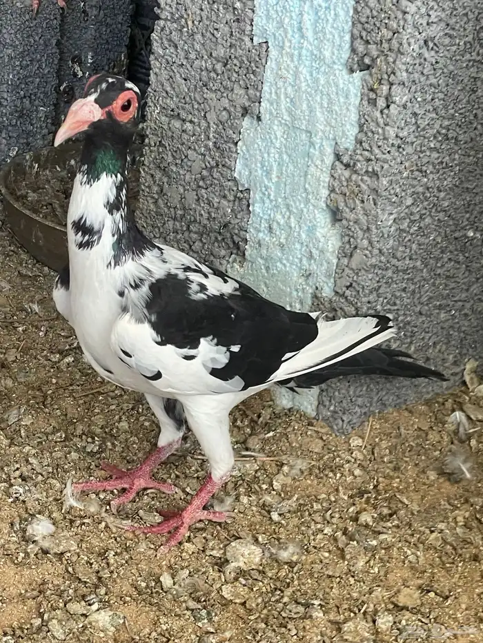 حمام بغدادي نخب فواخر 3