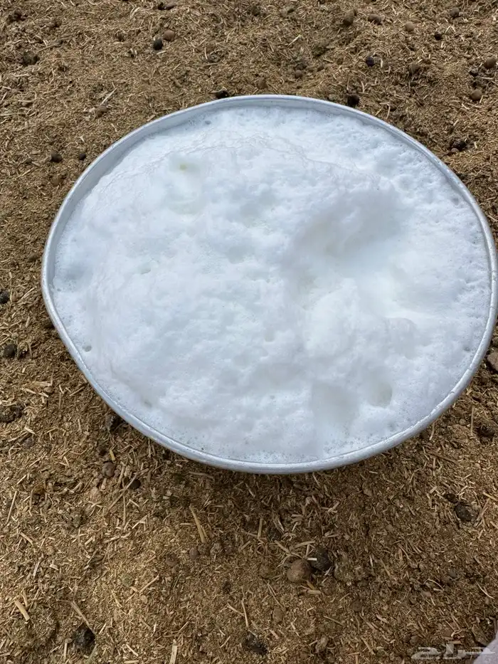 حليب غنم طازج يوميا 0