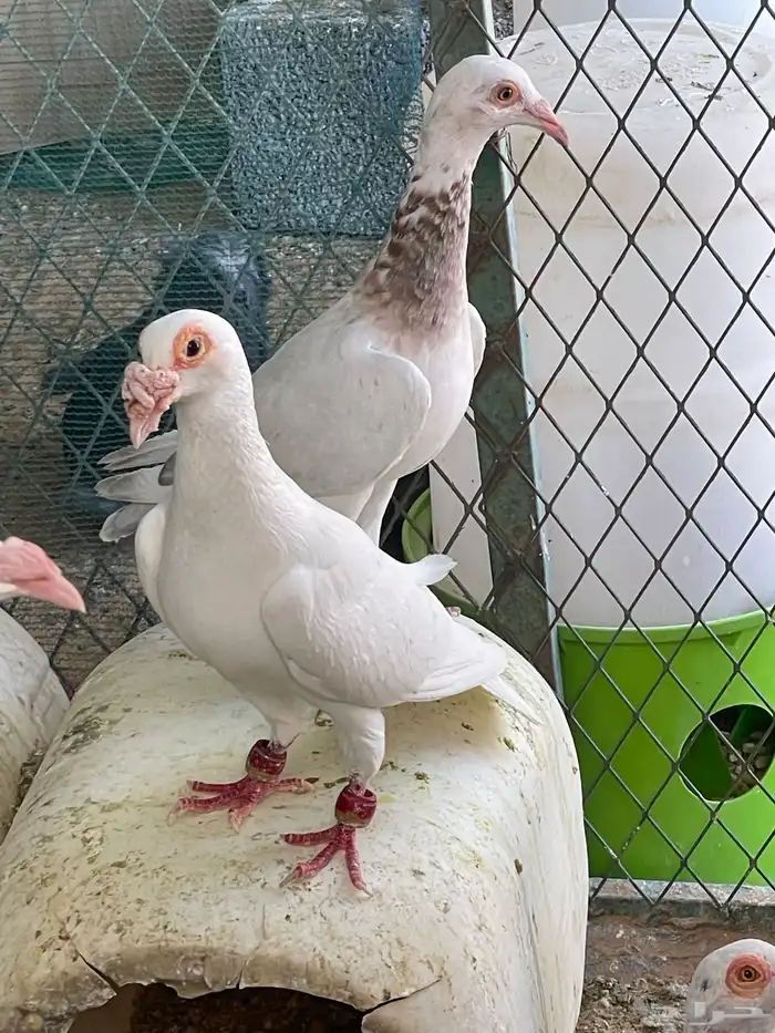 حمام بغدادي نخب فواخر 6