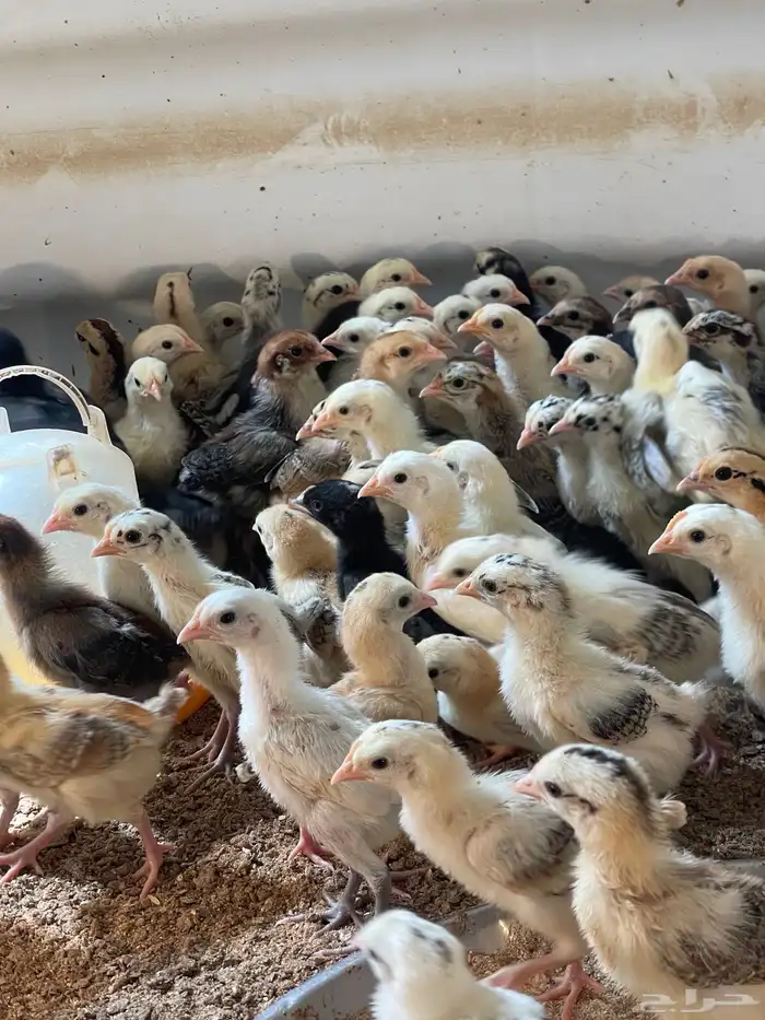 صيصان بلدي وفيومي 1