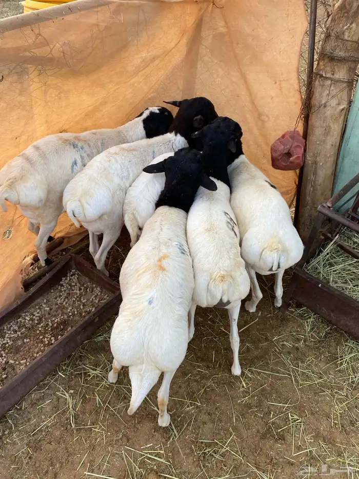 برابر جذع 0