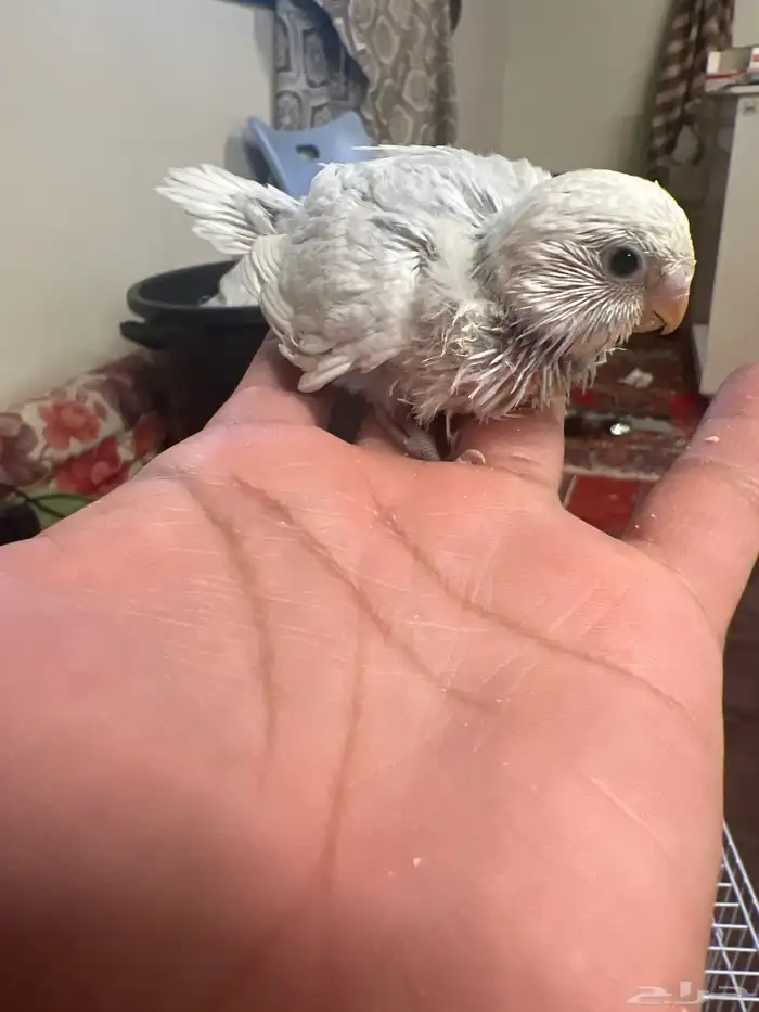 فروخ بادجي 1