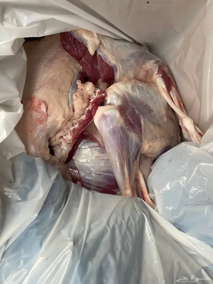 بيع اغنام متوفر تقسيط تابي تقسيط تمارا 7