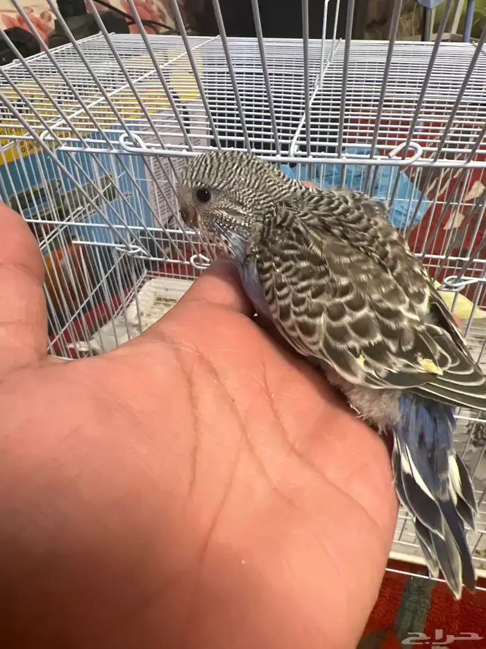 فروخ بادجي 3