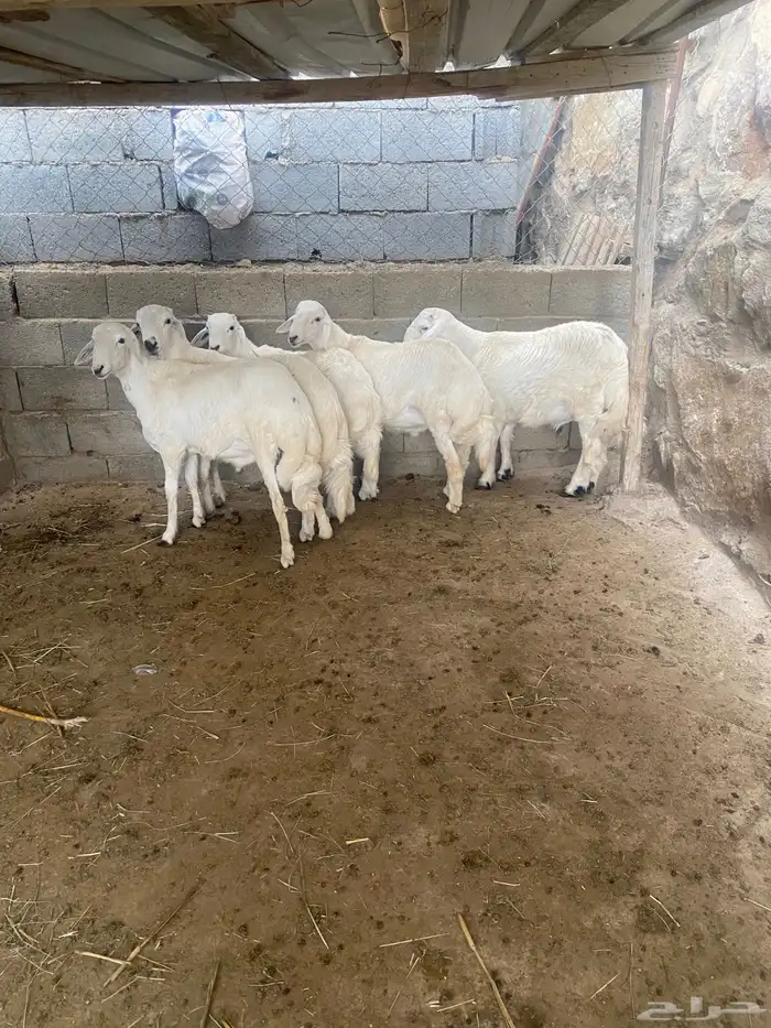 طليان للبيع العدد (اربعة) 2