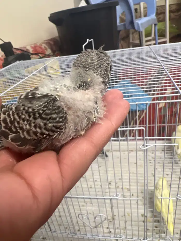 فروخ بادجي 2