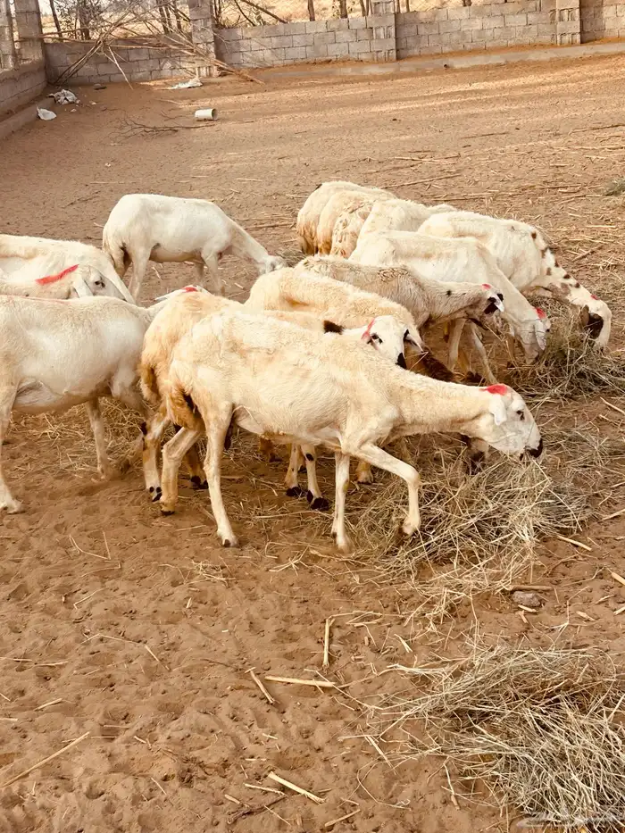 رخال 11