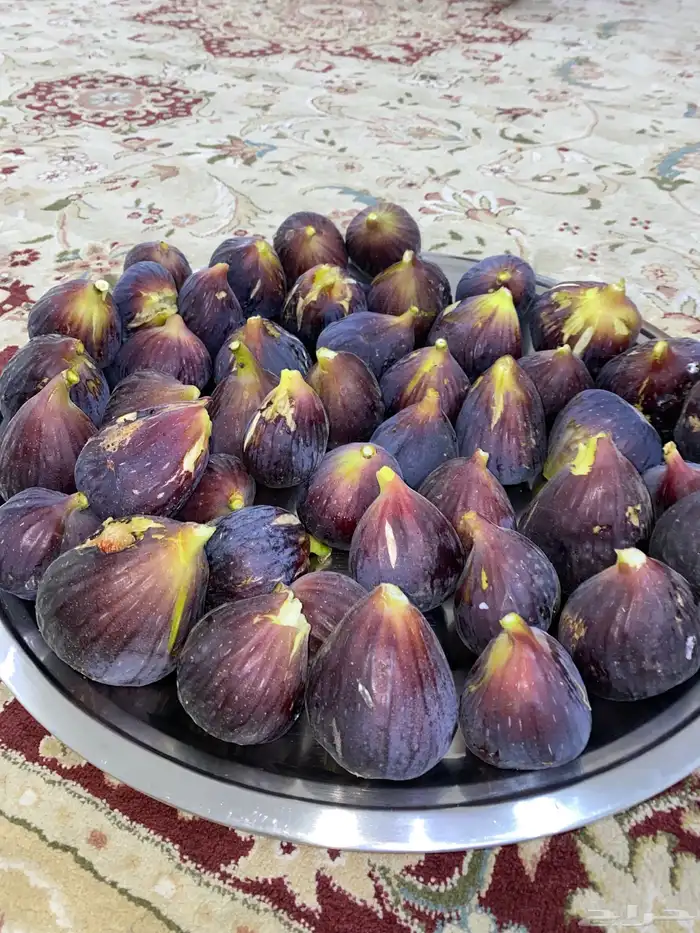 شتلات تين العبيد 0