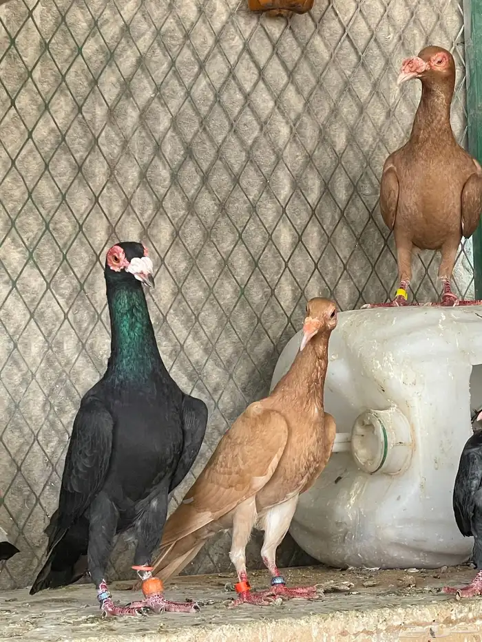 حمام بغدادي نخب فواخر 1