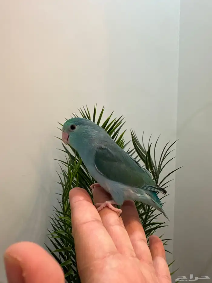 للبيع ميني روز بارتوليت 2