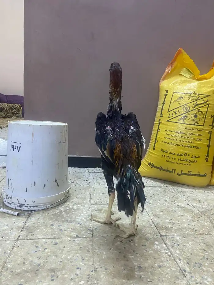 ديك شامو ياباني 3