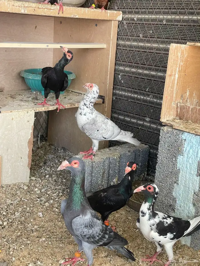 حمام بغدادي نخب فواخر 4