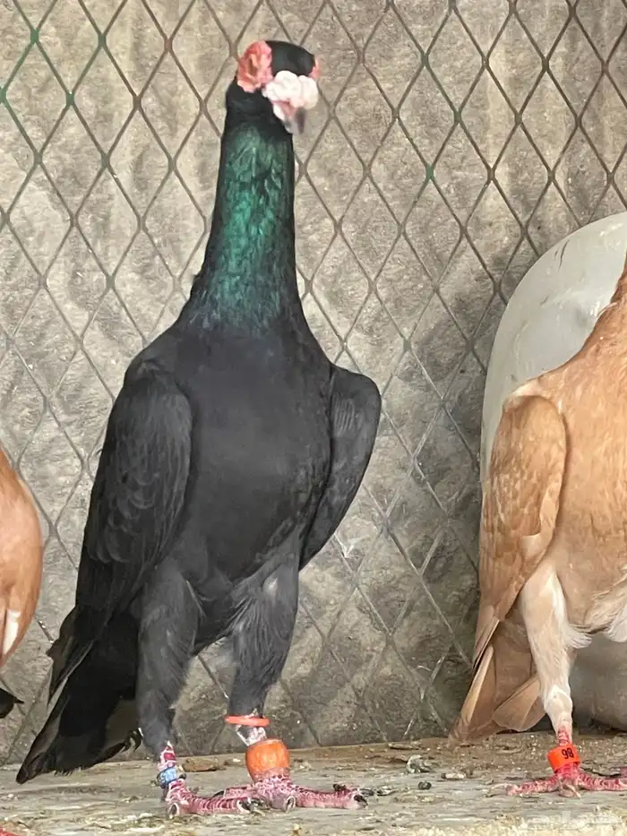 حمام بغدادي نخب فواخر 2