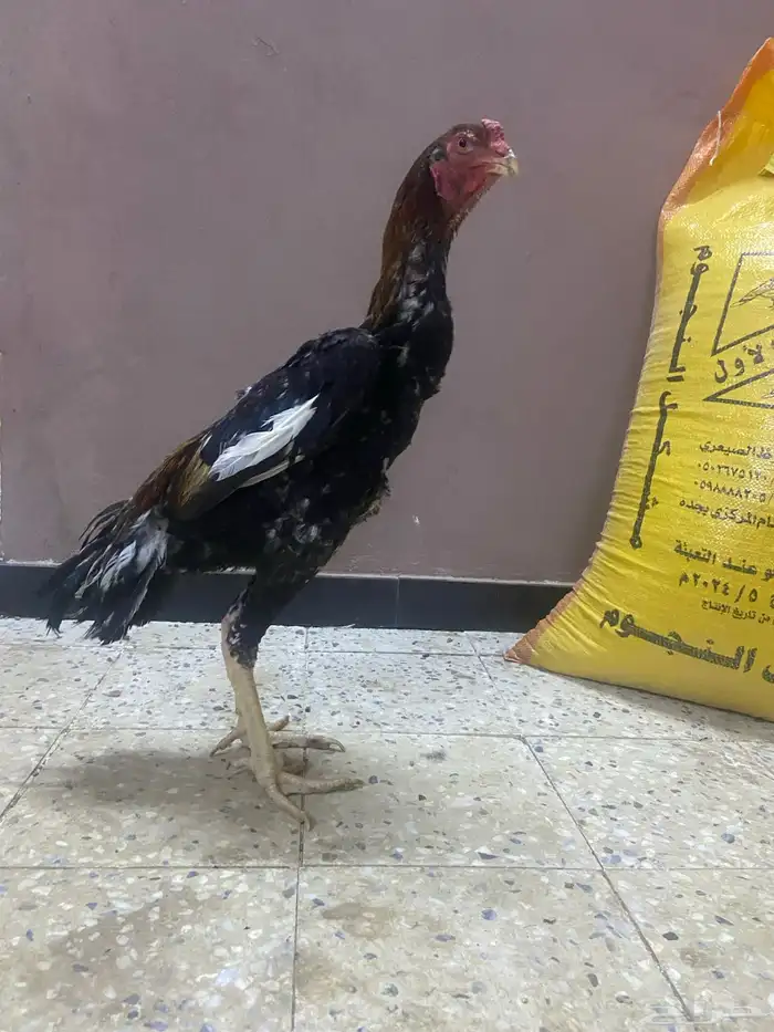 ديك شامو ياباني 2