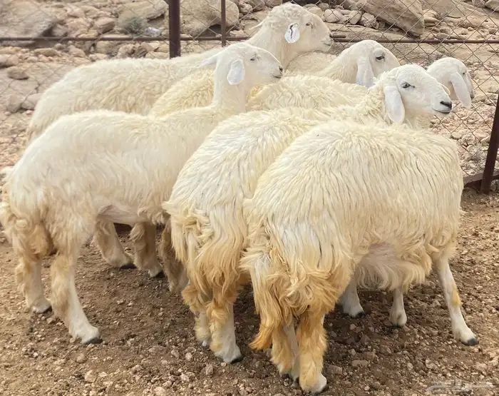 رخال حريات تأسيس مراح تم البيع 0
