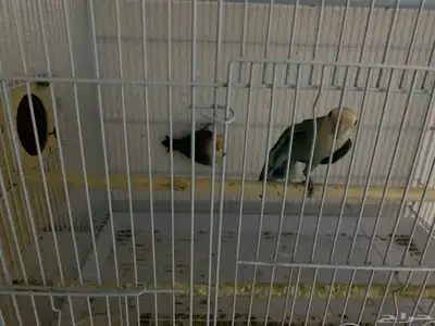 جوز روز للبيع على السوم 0