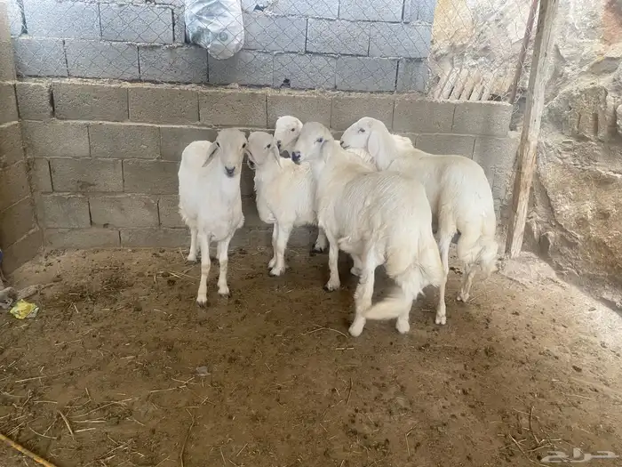 طليان للبيع العدد (اربعة) 1