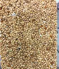 اكل علف مشكل طيور عصافير صغار 2
