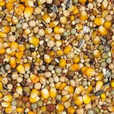اكل علف مشكل طيور عصافير صغار 4