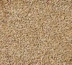 اكل علف مشكل طيور عصافير صغار 21