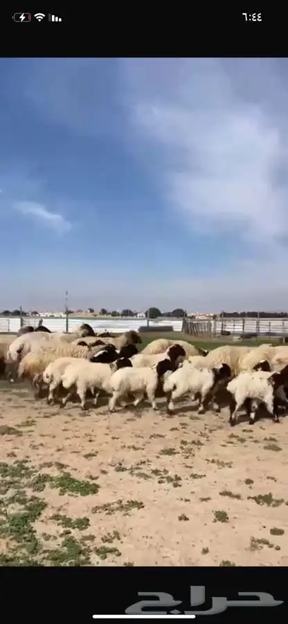 للبيع غنم متاويم فاخره عياله ذبايح 15