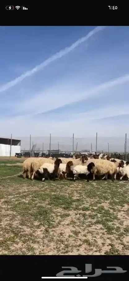 للبيع غنم متاويم فاخره عياله ذبايح 1