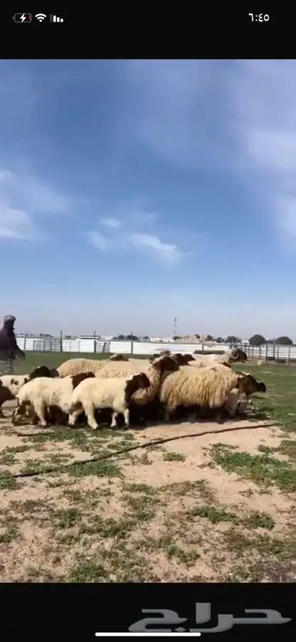 للبيع غنم متاويم فاخره عياله ذبايح 10