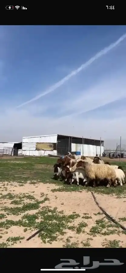 للبيع غنم متاويم فاخره عياله ذبايح 11