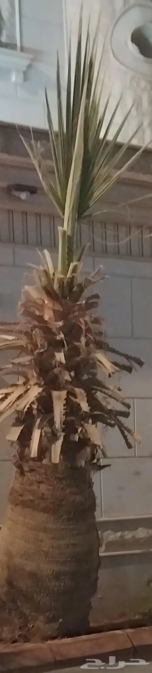 نخلة واشطونيا واشطوني 0