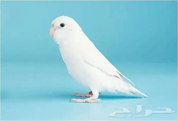 طيور واسماك زينة وحيوانات اليفه ومستلزماتها 25
