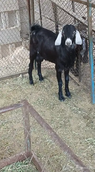 تيس حبصي بلدي فل. تم البيع خارج الموقع 1