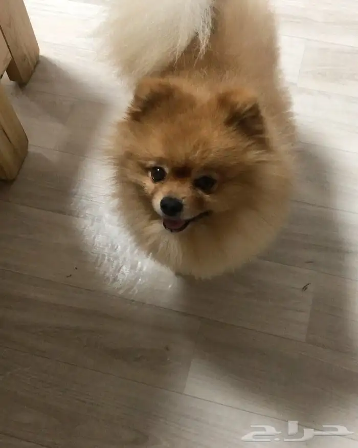 Pomeranian teacup   mini for sale 6