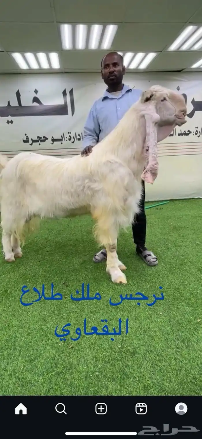 نرجس فحل معزىى ابيض مطور 0