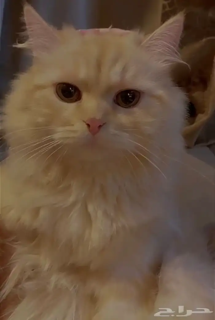 قطط للبيع 3