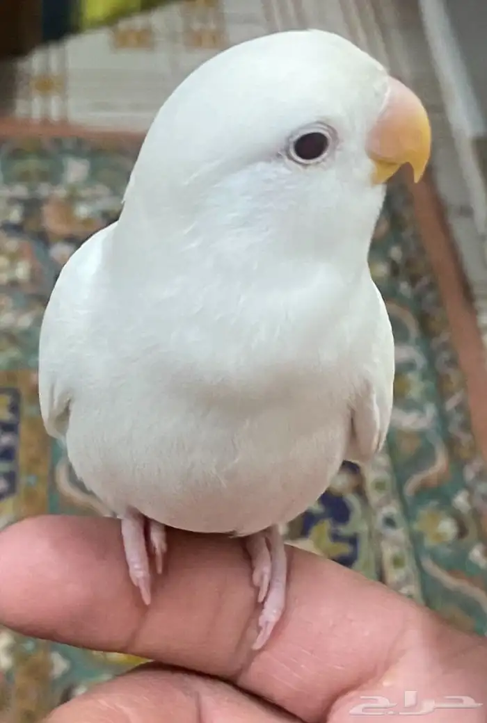 فرخ روز البينو عيون حمر هدد نشبه( تم البييع ) 0