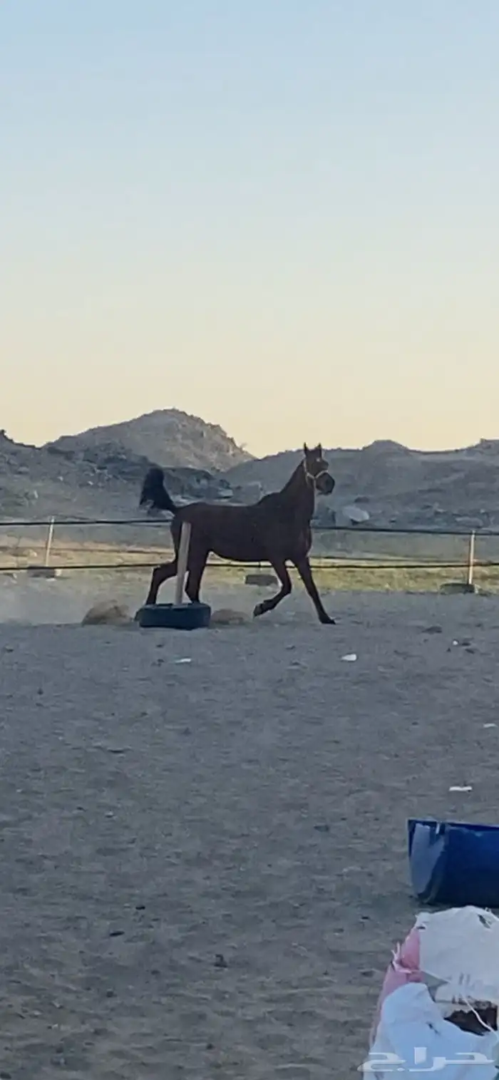 فرس شعبيه شيخه مشاءالله 1