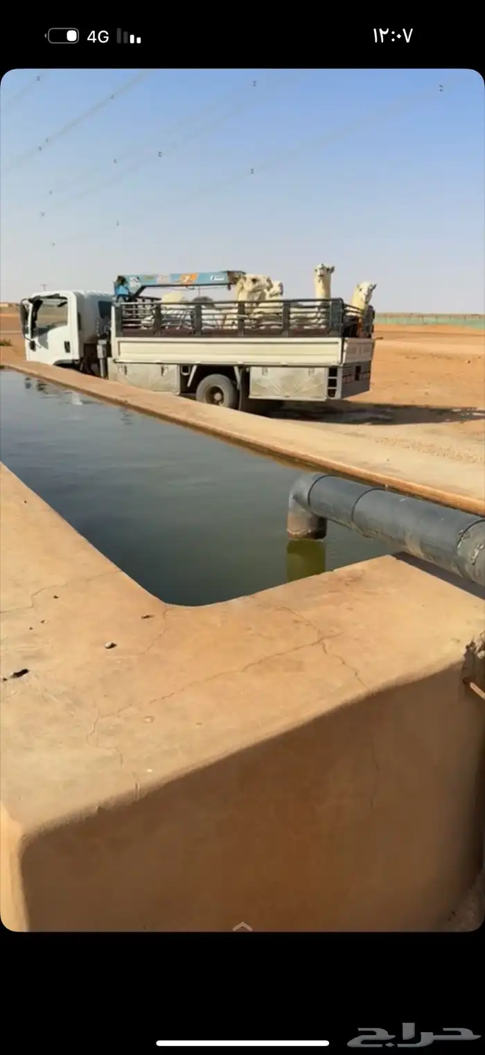 دنه دينه المزاحميه هدروايك لنقل الابل لجميع مناطق المملكه 0