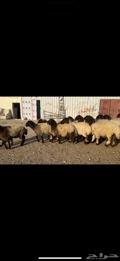 جذعات نعيم صنف 5